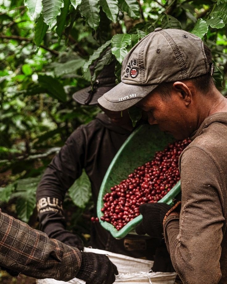 Coffee harvesting in Indonesia